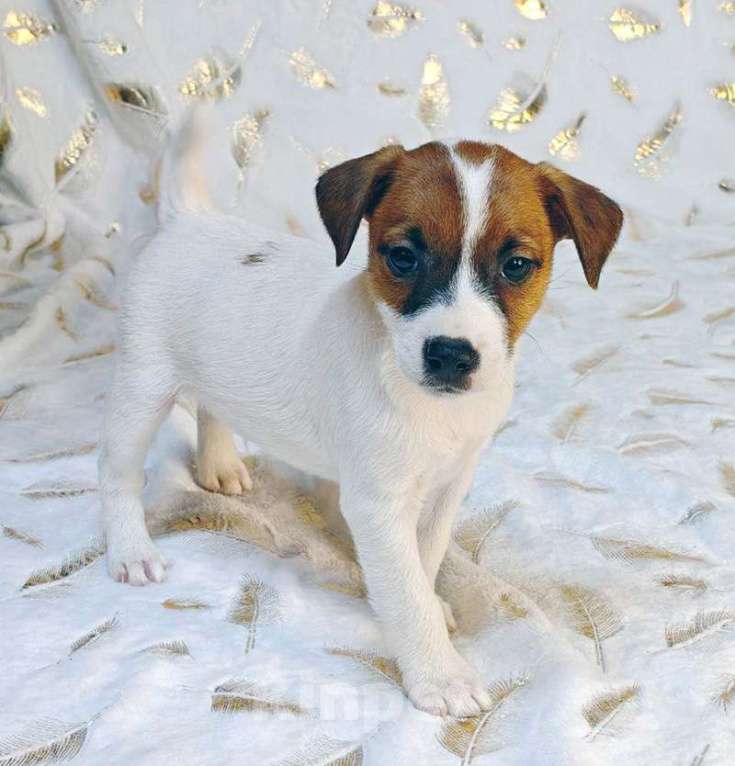 Собаки в других городах Московской области: мальчик Парсон Рассел терьера Мальчик, 45 000 руб. - фото 2