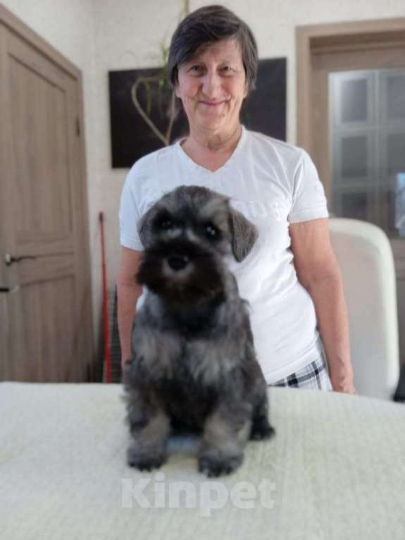 Собаки в Москве: Отличный по всем качествам и уверенный по характеру цвергшнауцеренок Мальчик, 75 000 руб. - фото 4