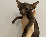 Кошки в Краснодаре: Ориентальный котенок Девочка, Бесплатно - фото 1