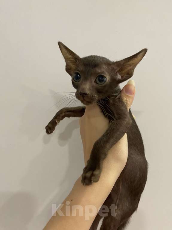 Кошки в Краснодаре: Ориентальный котенок Девочка, Бесплатно - фото 1