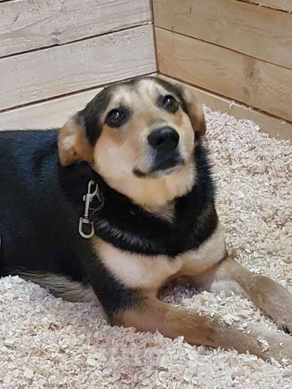 Собаки в Москве: Бари Мальчик, Бесплатно - фото 3