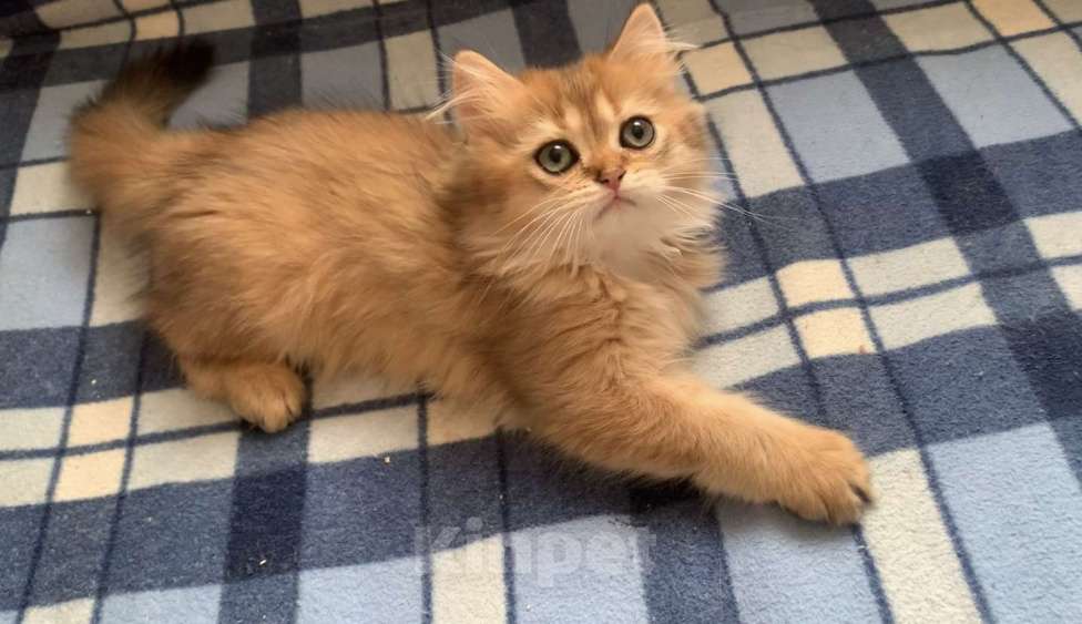 Кошки в Москве: Необыкновенно красивый малыш Мальчик, 40 000 руб. - фото 2