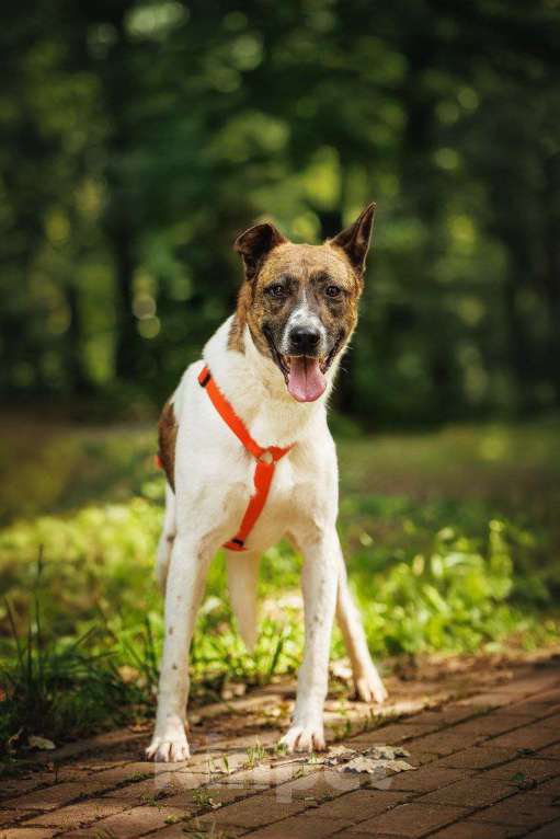 Собаки в Москве: Трогательный Пельмешка в поисках семьи Мальчик, Бесплатно - фото 6