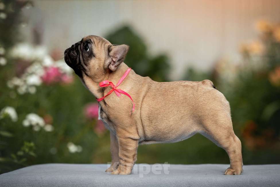 Собаки в Москве: Щенок французского бульдога Девочка, 70 000 руб. - фото 3