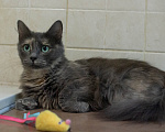 Кошки в Королеве: котенок Серафима в добрые руки Девочка, Бесплатно - фото 6
