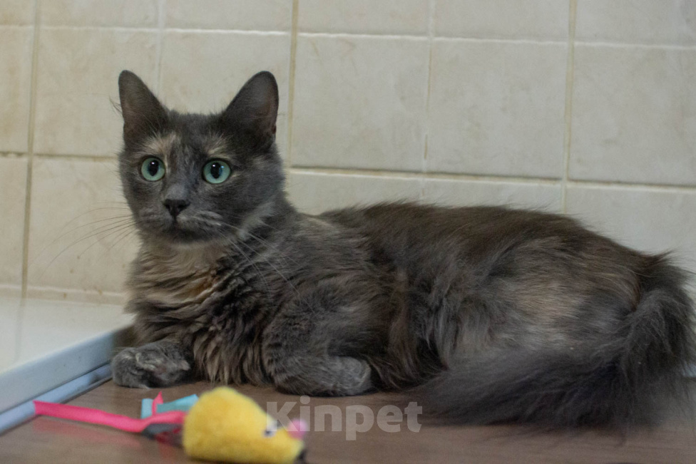 Кошки в Королеве: котенок Серафима в добрые руки Девочка, Бесплатно - фото 6