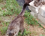 Кошки в Саратове: В добрые руки Мальчик, Бесплатно - фото 1