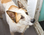 Собаки в Москве: Ищу прежних хозяев собаки из приюта  Мальчик, Бесплатно - фото 1