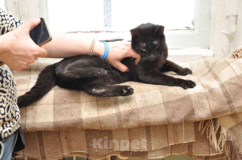 Кошки в Москве: Черный молодой ласковый котик Мальчик, Бесплатно - фото 4