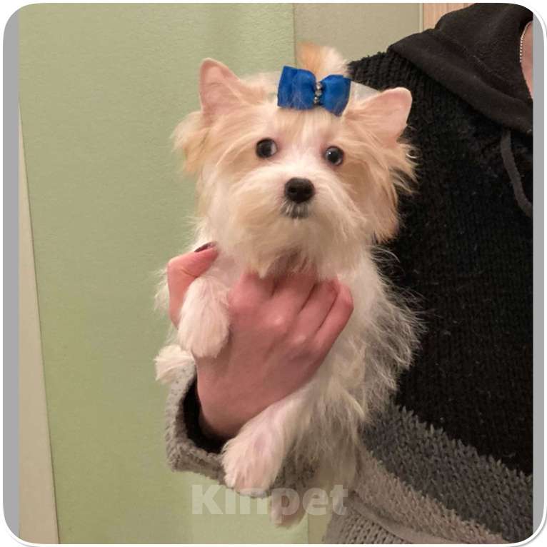 Собаки в Москве: Йоркширский терьер белый девочка голубоглазая Девочка, 120 000 руб. - фото 3