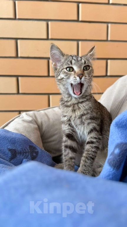 Кошки в Москве: Очаровательная малышка Пиаф ищет свою семью Девочка, Бесплатно - фото 2