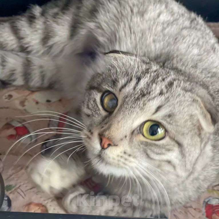 Кошки в Москве: Породистая кошечка в беде Девочка, Бесплатно - фото 3
