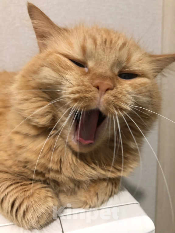 Кошки в Воронеже: Кекушевичус Девочка, Бесплатно - фото 5