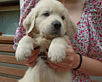 Собаки в Краснодаре: Золотистый ретривер щенок Мальчик, 45 000 руб. - фото 1