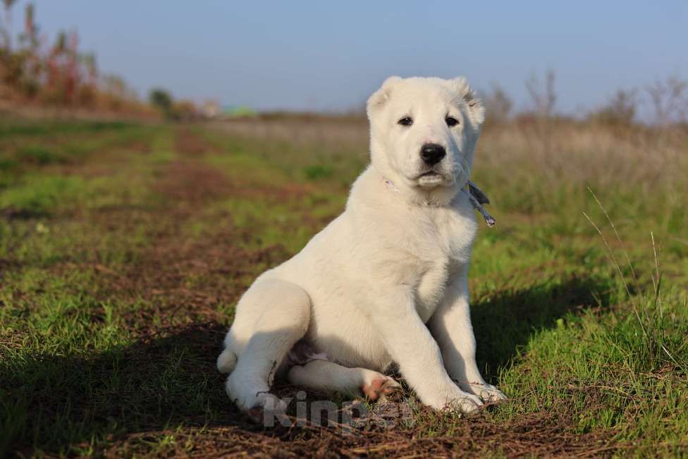 Собаки в Краснодаре: Щенки алабая Мальчик, 50 000 руб. - фото 6