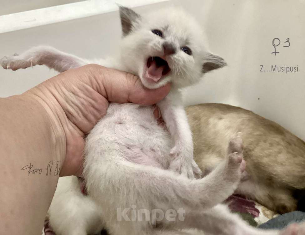 Кошки в Санкт-Петербурге: Тайские чистопородные (сиамские старотипные) котята Девочка, 75 000 руб. - фото 5