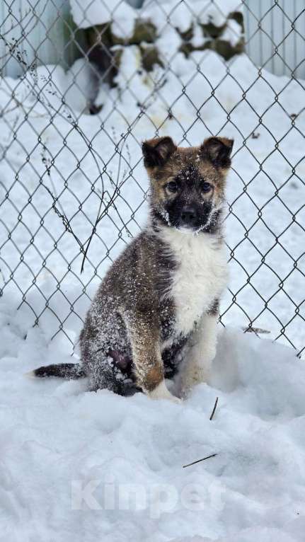 Собаки в Ногинске: Лайм - щенок в приюте Мальчик, Бесплатно - фото 1