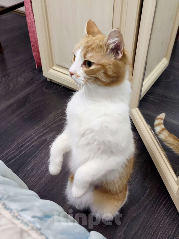 Кошки в Туле: Трогательная Сима ищет СВОЙ дом Девочка, Бесплатно - фото 4