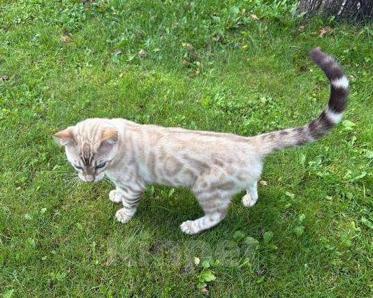 Кошки в Москве: Марсель  Мальчик, 20 000 руб. - фото 2