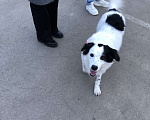 Собаки в Краснодаре: Мэй ищет дом Девочка, Бесплатно - фото 4
