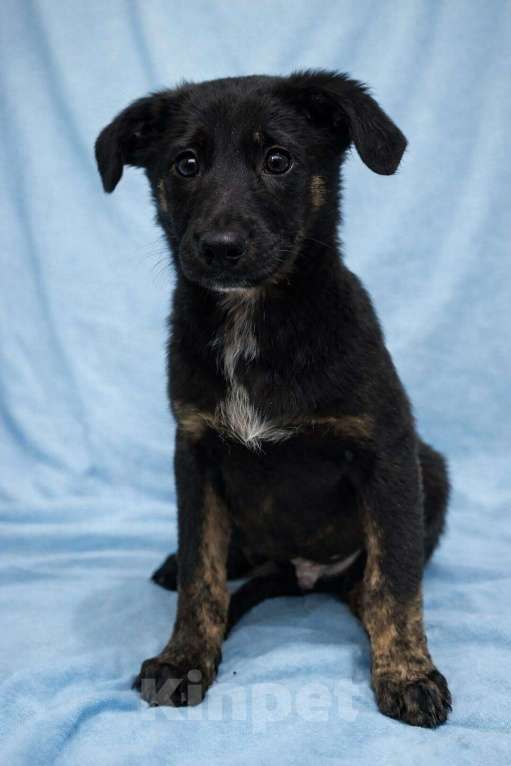 Собаки в Химках: Мальчик Элвис Мальчик, Бесплатно - фото 8