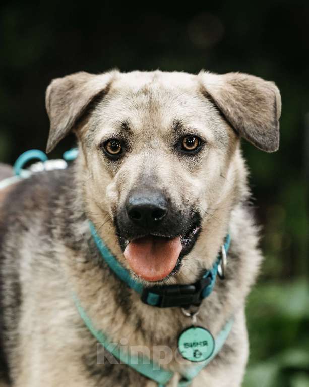 Собаки в Москве: Вини продолжает ждать.. Мальчик, Бесплатно - фото 3
