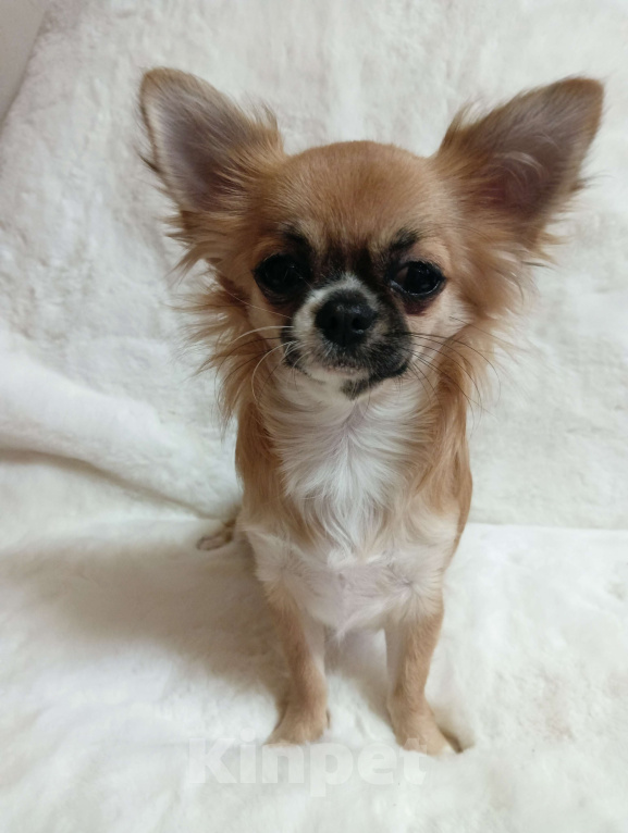 Собаки в Новосибирске: Щенки Чихуахуа Девочка, 130 000 руб. - фото 1