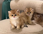 Кошки в Москве: Британские котята Мальчик, 35 000 руб. - фото 9