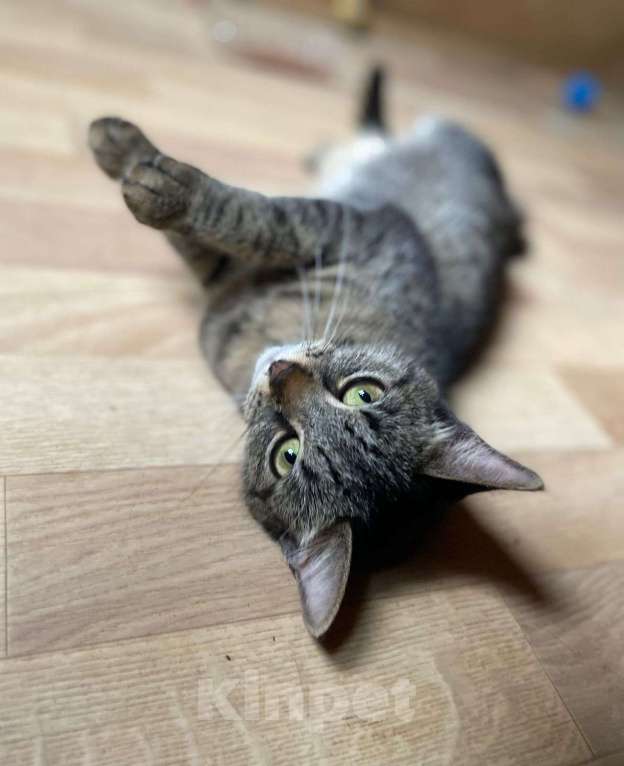 Кошки в Москве: Добрейшей души котейка Душенька Девочка, Бесплатно - фото 4