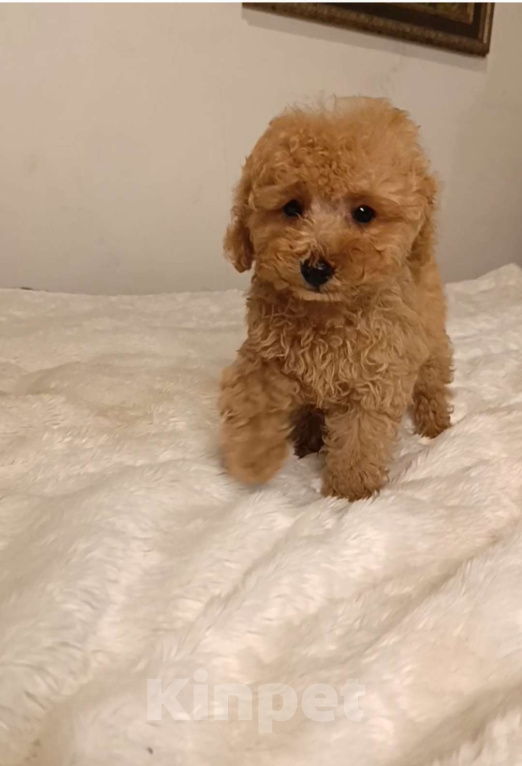 Собаки в Москве: Щенки Той-пуделя Мальчик, 65 000 руб. - фото 2