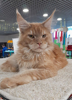 Мейн-кун мальчик