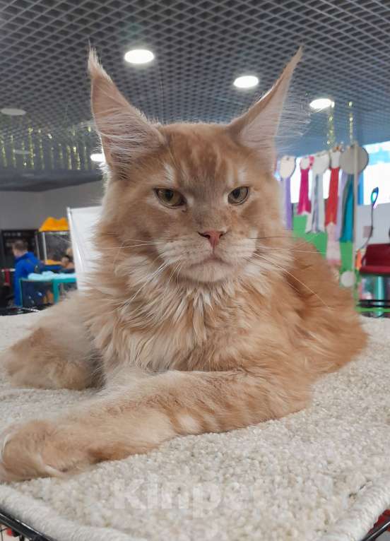 Кошки в Москве: Мейн-кун мальчик Мальчик, 80 000 руб. - фото 1