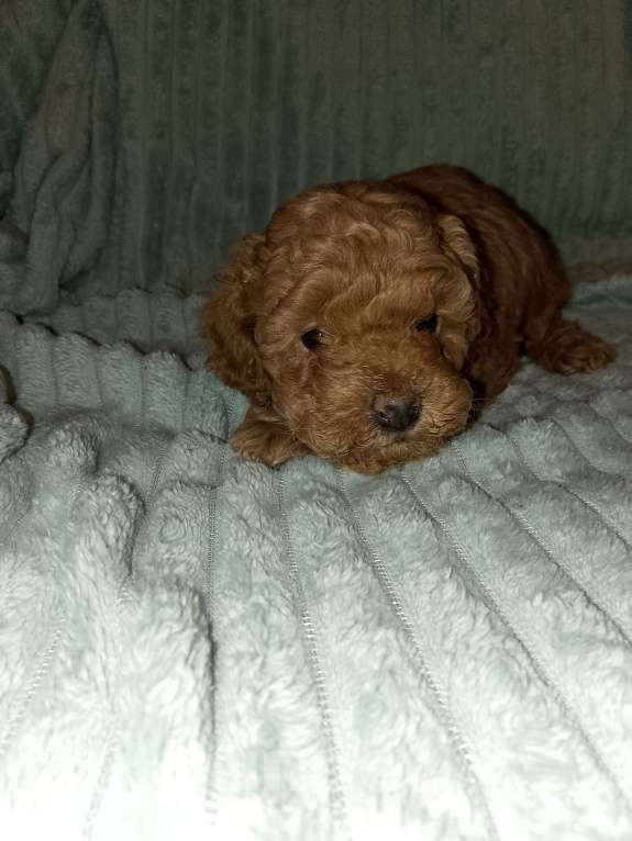 Собаки в Череповце: Щенки Той-пуделя Девочка, 70 000 руб. - фото 1