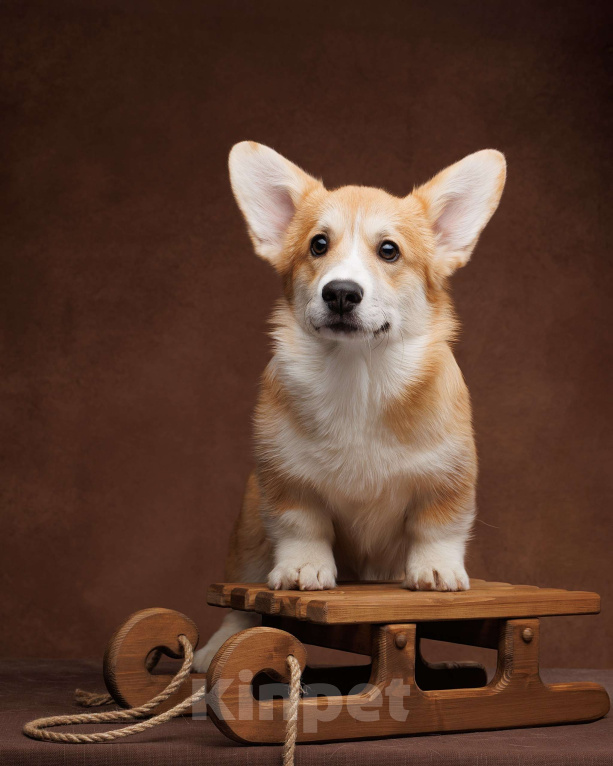 Собаки в Истре: Девочка Вельш Корги Пемброк Девочка, Бесплатно - фото 3