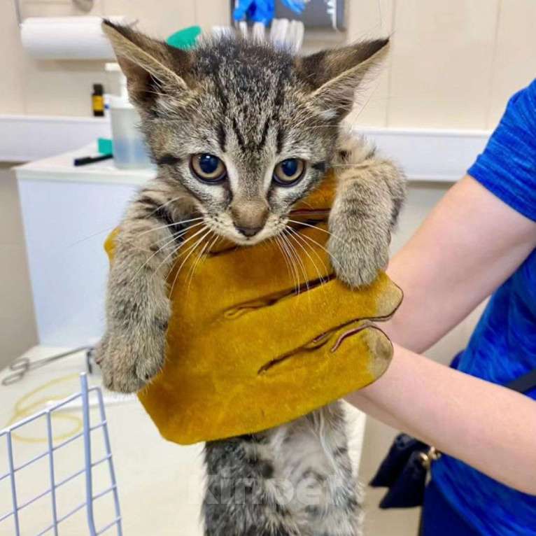Кошки в Москве: Маленькая кроха живёт взаперти Девочка, Бесплатно - фото 4