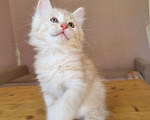 Кошки в Краснодаре: Кот красное серебро Мальчик, Бесплатно - фото 3