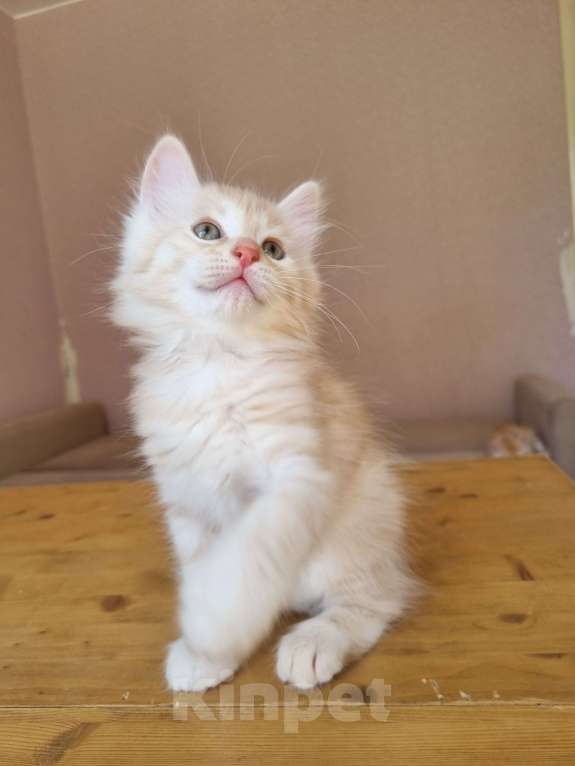 Кошки в Краснодаре: Кот красное серебро Мальчик, Бесплатно - фото 3