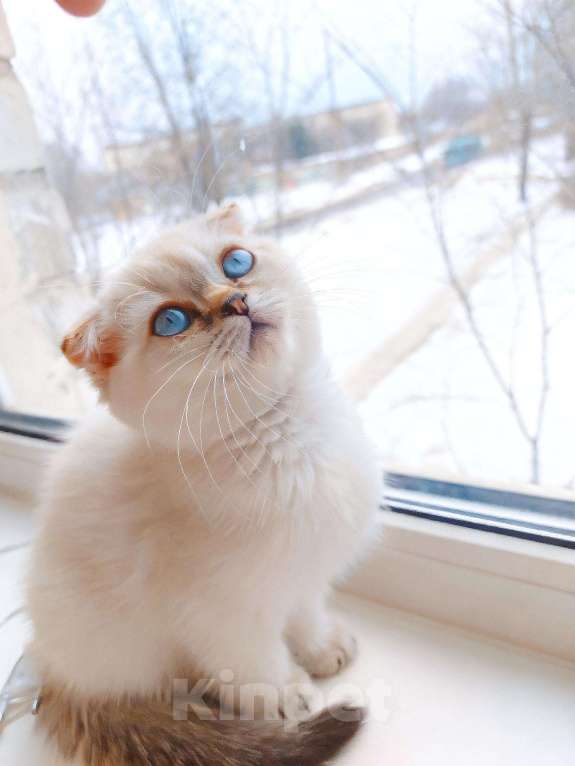 Кошки в Санкт-Петербурге: Шотландская вислоухая девочка. Девочка, 16 000 руб. - фото 1