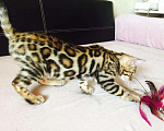 Кошки в Новом Уренгое: Элитные бенгальские котята, 65 000 руб. - фото 1