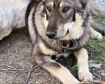 Собаки в Сургуте: Ищу дом!, Бесплатно - фото 2