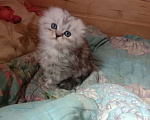 Кошки в Москве: Продается котенок Скоттиш фолд Мальчик, 7 000 руб. - фото 1