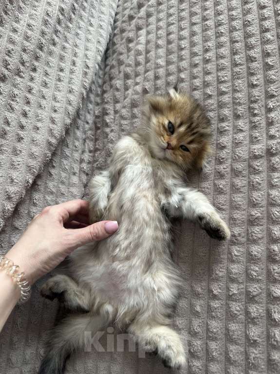 Кошки в Москве: Мальчик вислоухий Мальчик, 20 000 руб. - фото 4