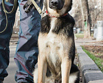 Собаки в Москве: Юный парнишка Изюм ищет семью. Мальчик, 10 руб. - фото 4