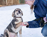 Собаки в Москве: Щенок в добрые руки Мальчик, Бесплатно - фото 1