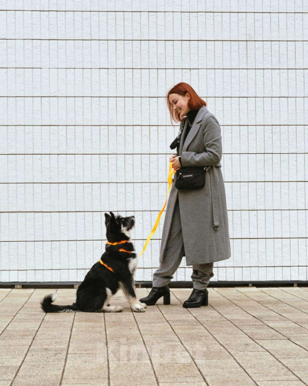 Собаки в Москве: Щенок в добрые руки  Девочка, Бесплатно - фото 8