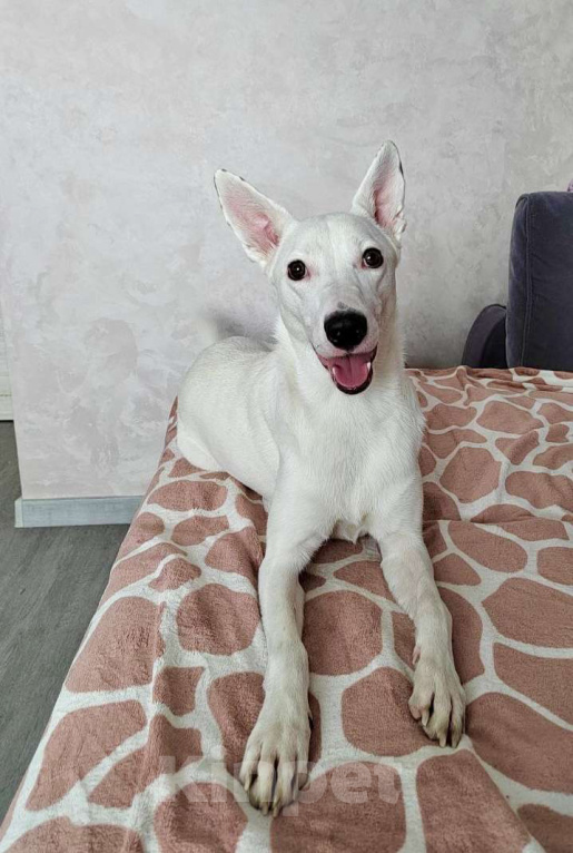 Собаки в Москве: Ласковый Арчи ищет дом Мальчик, Бесплатно - фото 5