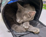 Кошки в Москве: Найден серый кот, Бульвар Рокоссовского Мальчик, 1 руб. - фото 1