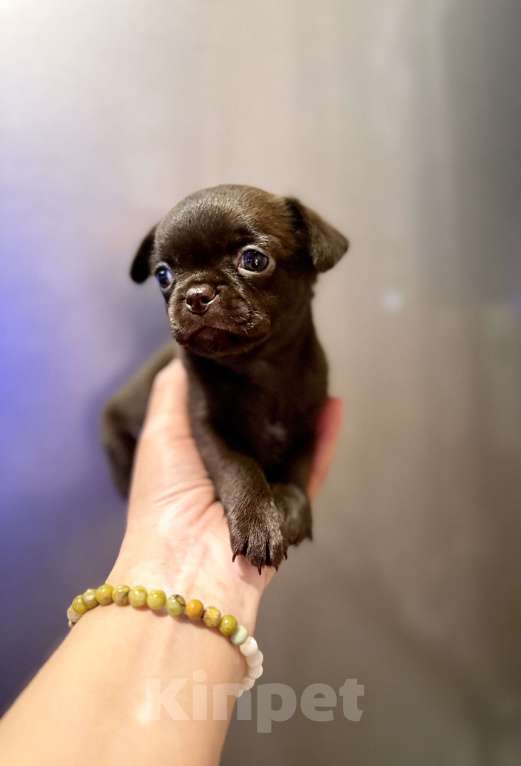 Собаки в Ростове-на-Дону: Мальчик чихуахуа Мальчик, 35 000 руб. - фото 4