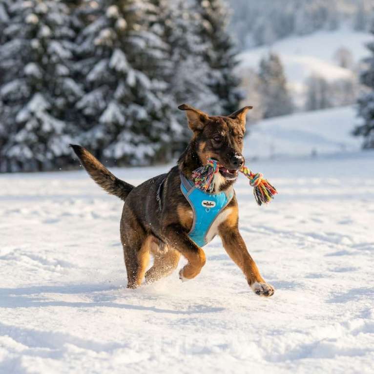 Собаки в Москве: щенок Боб ищет семью Мальчик, Бесплатно - фото 5