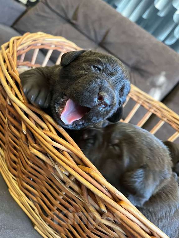Собаки в Воронеже: Щенки Лабрадора Мальчик, 60 000 руб. - фото 3